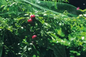 MALLA ANTI-PAJARO NATUUR 4X12M