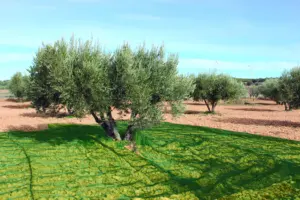 MALLA ACEITUNAS CONFECC. 4X8MT