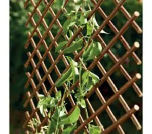 CELOSIA EXTENSIBLE MIMBRE 1X2