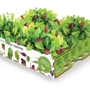 HUERTO URBANO BABY LEAVES BATL