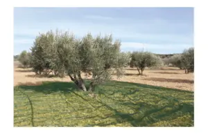 MALLA REC. ACEITUNAS NG VERD 8